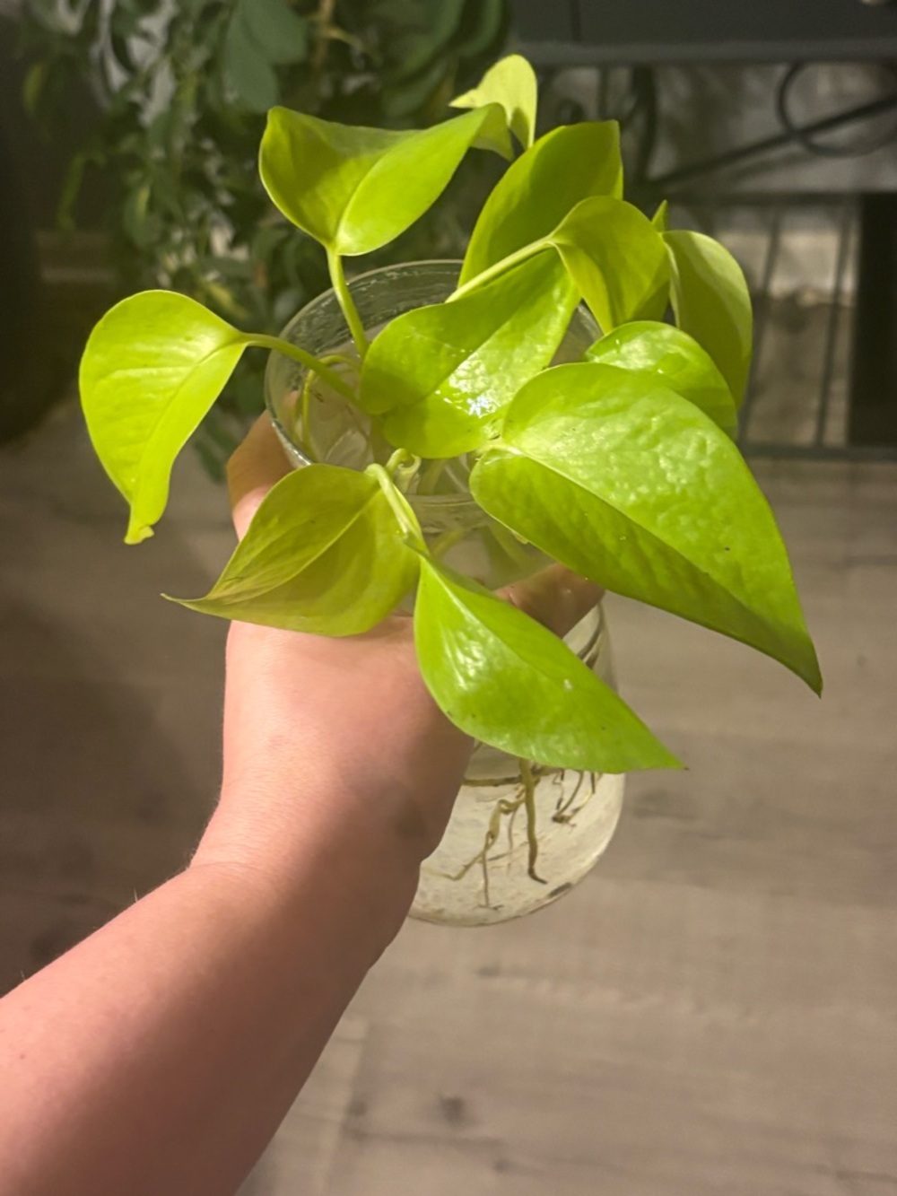 Lemon Lime Pothos (Neon) Rooted Cuttings - Picture 3 of 4